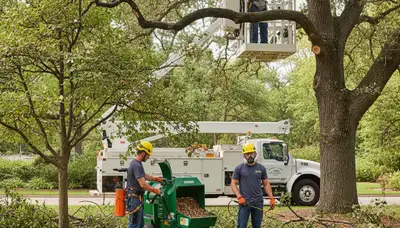 Milwaukee, WI arborist treating a diseased tree to improve tree health and prevent further damage