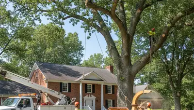 Milwaukee, WI tree removal crew serving residential and commercial properties