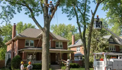 Tree service crew removing a tree in Milwaukee, WI for safe residential property maintenance