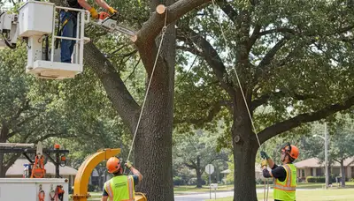 Milwaukee, WI arborist trimming trees for safer, healthier growth
